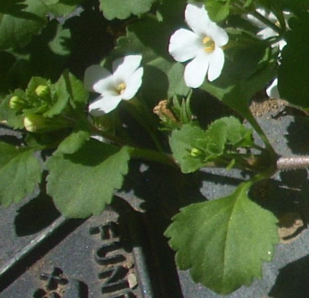 [Foto de planta, jardin, jardineria]