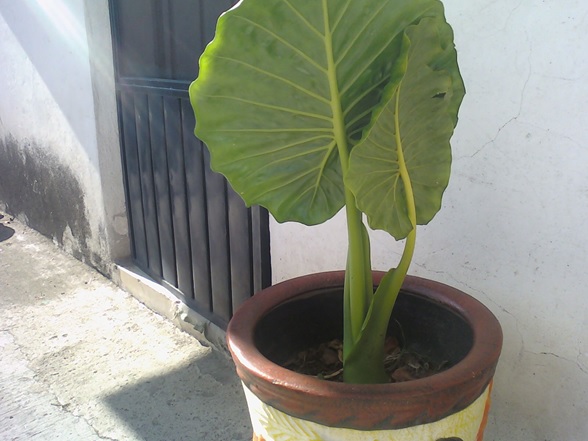 [Foto de planta, jardin, jardineria]