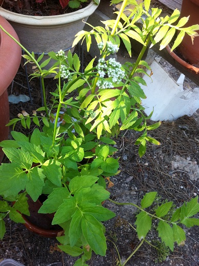 [Foto de planta, jardin, jardineria]