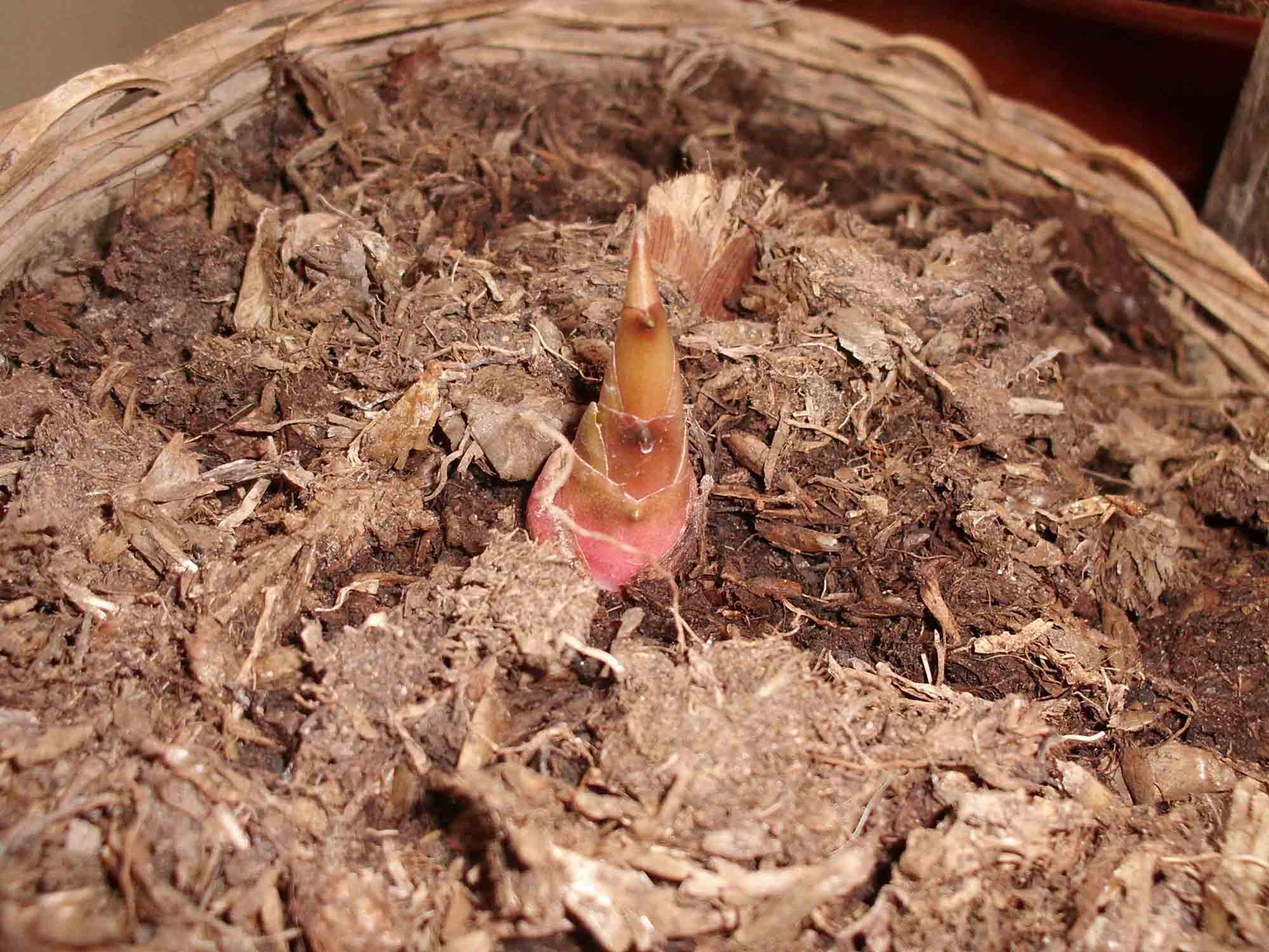 [Foto de planta, jardin, jardineria]