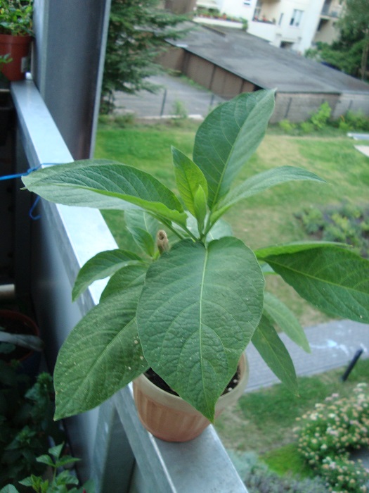 [Foto de planta, jardin, jardineria]