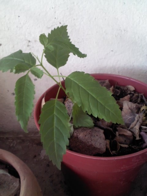 [Foto de planta, jardin, jardineria]