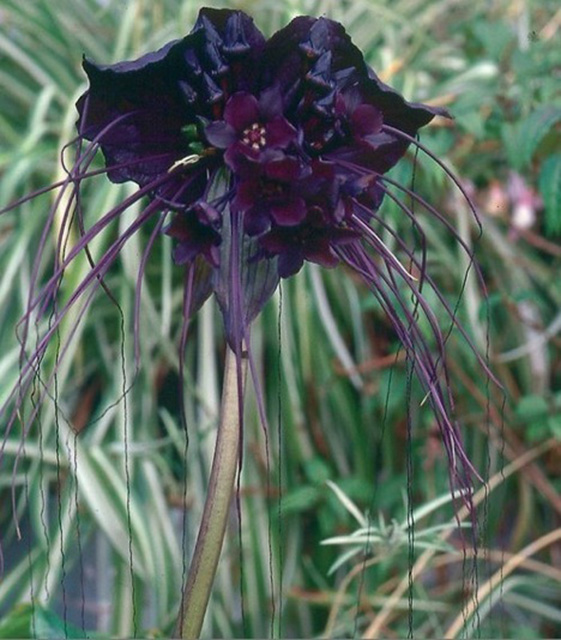 [Foto de planta, jardin, jardineria]