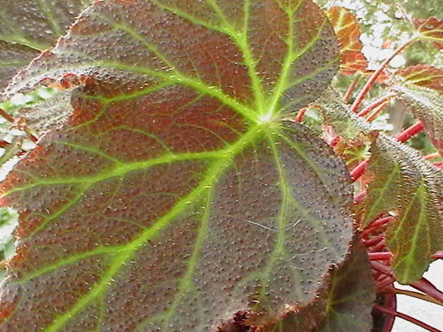 [Foto de planta, jardin, jardineria]