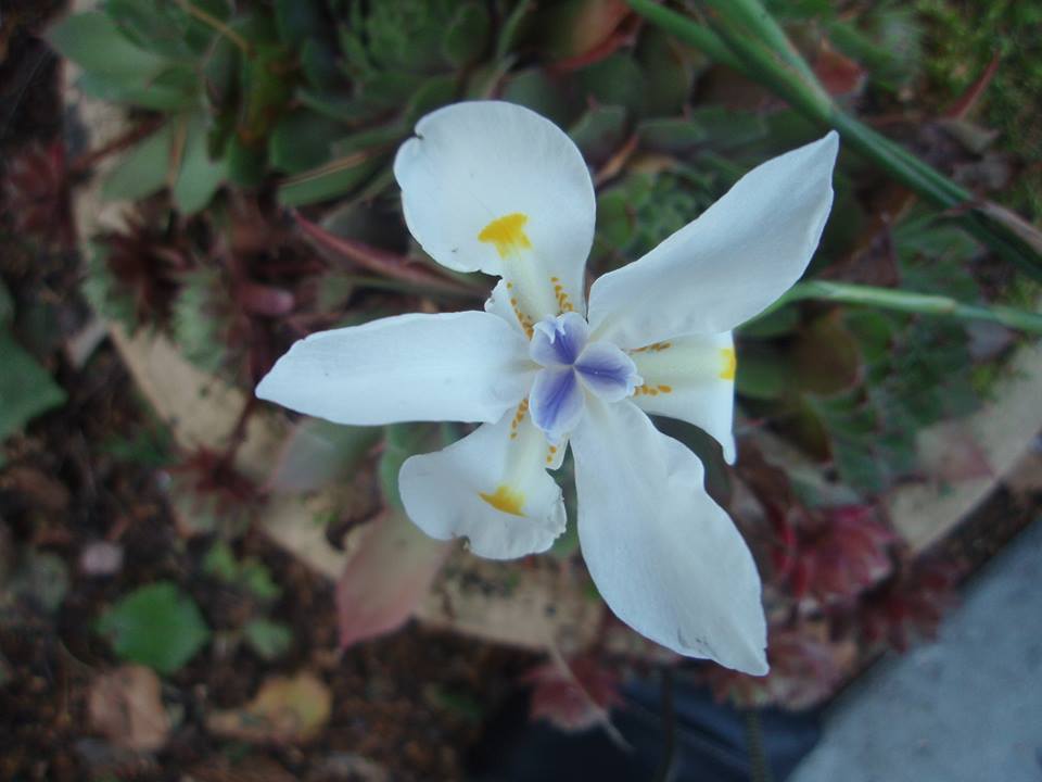 [Foto de planta, jardin, jardineria]