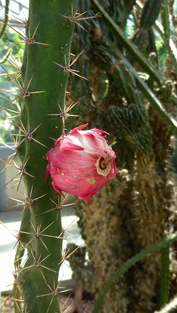 [Foto de planta, jardin, jardineria]