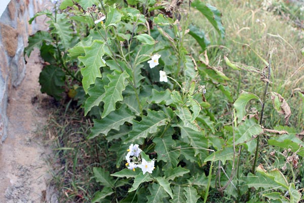 [Foto de planta, jardin, jardineria]