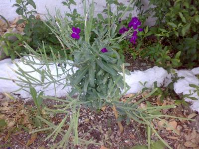 [Foto de planta, jardin, jardineria]