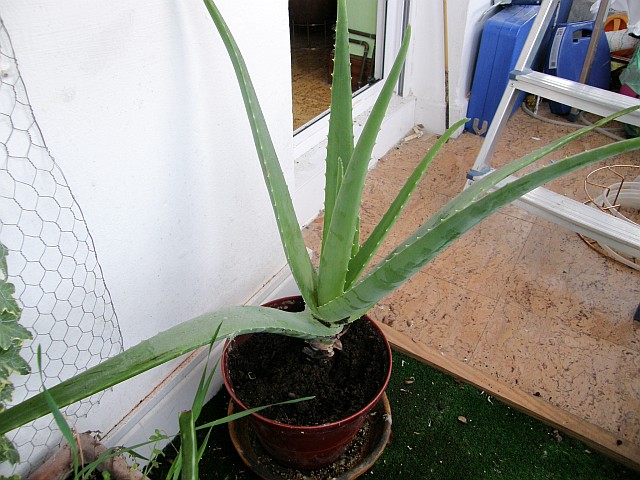 [Foto de planta, jardin, jardineria]