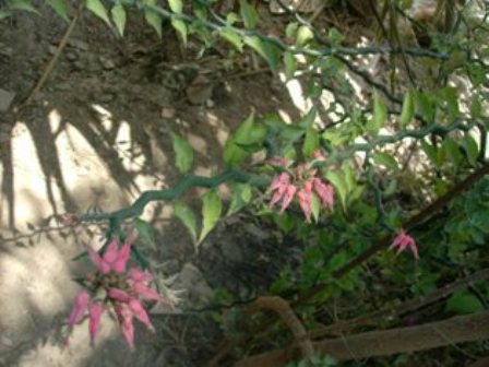 [Foto de planta, jardin, jardineria]