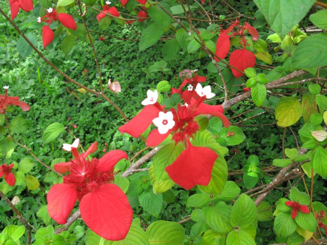 [Foto de planta, jardin, jardineria]