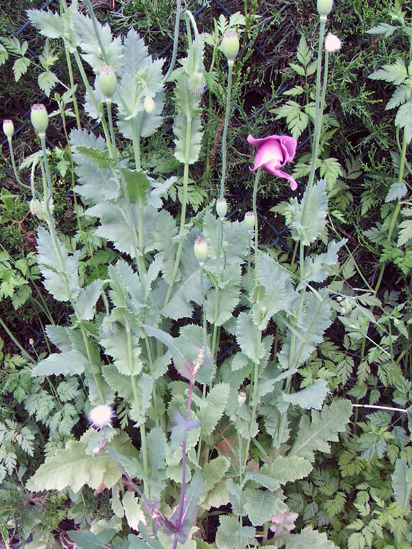 [Foto de planta, jardin, jardineria]