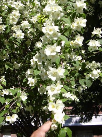 [Foto de planta, jardin, jardineria]