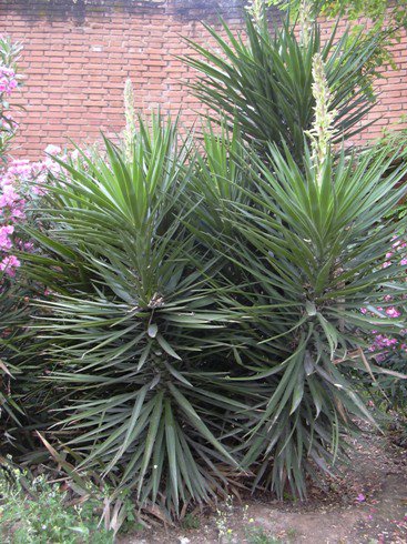 [Foto de planta, jardin, jardineria]