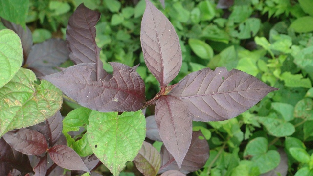 [Foto de planta, jardin, jardineria]