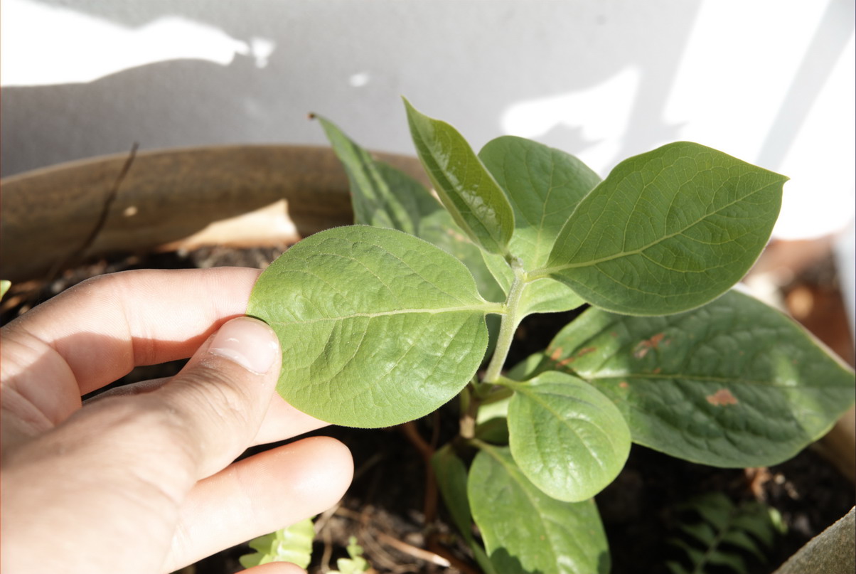 [Foto de planta, jardin, jardineria]