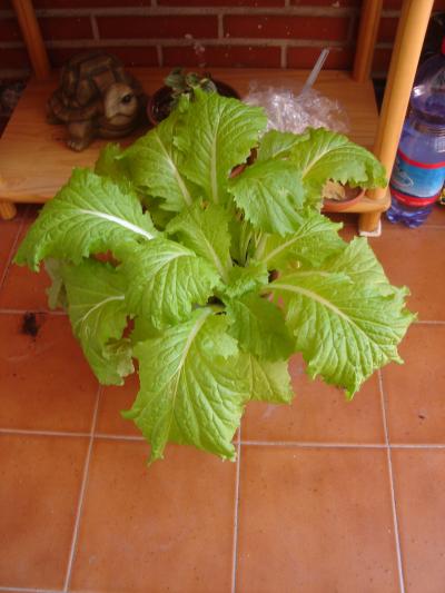 [Foto de planta, jardin, jardineria]