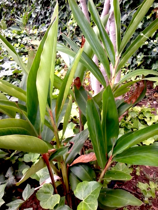 [Foto de planta, jardin, jardineria]