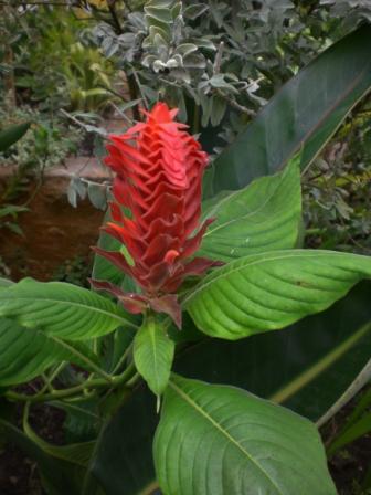 [Foto de planta, jardin, jardineria]