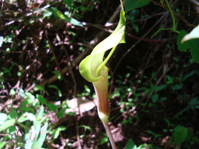 [Foto de planta, jardin, jardineria]