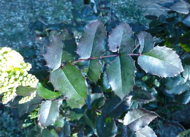 [Foto de planta, jardin, jardineria]