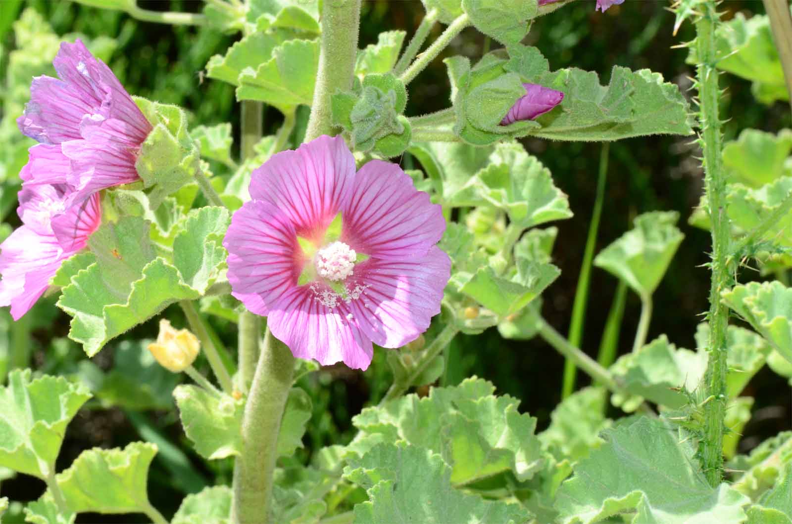 [Foto de planta, jardin, jardineria]