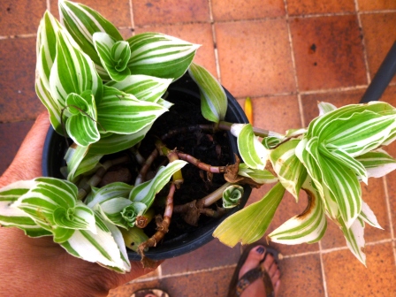 [Foto de planta, jardin, jardineria]