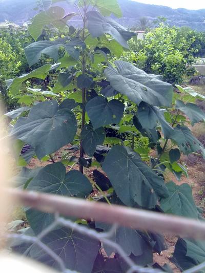 [Foto de planta, jardin, jardineria]