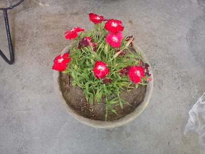 [Foto de planta, jardin, jardineria]