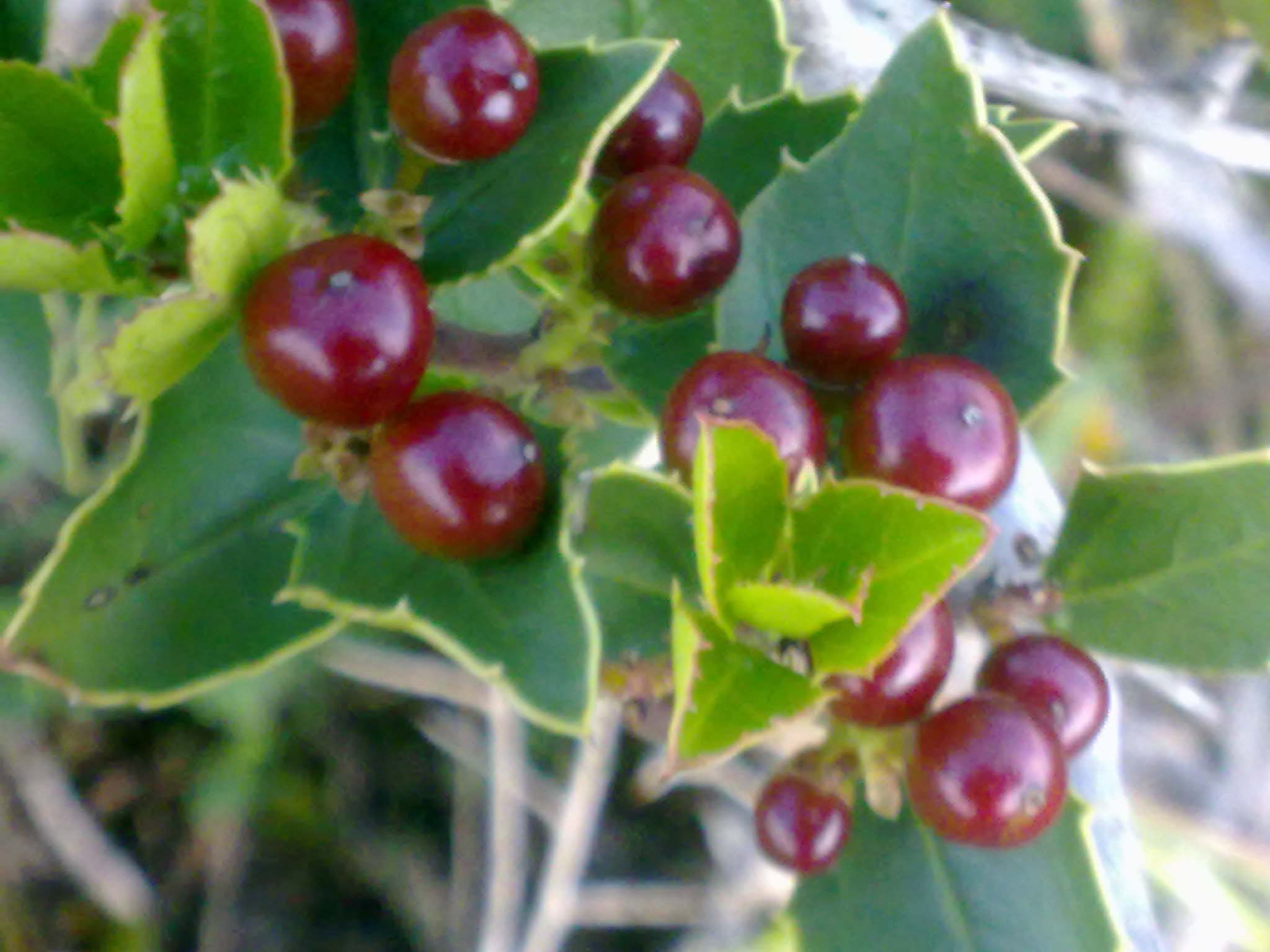 [Foto de planta, jardin, jardineria]