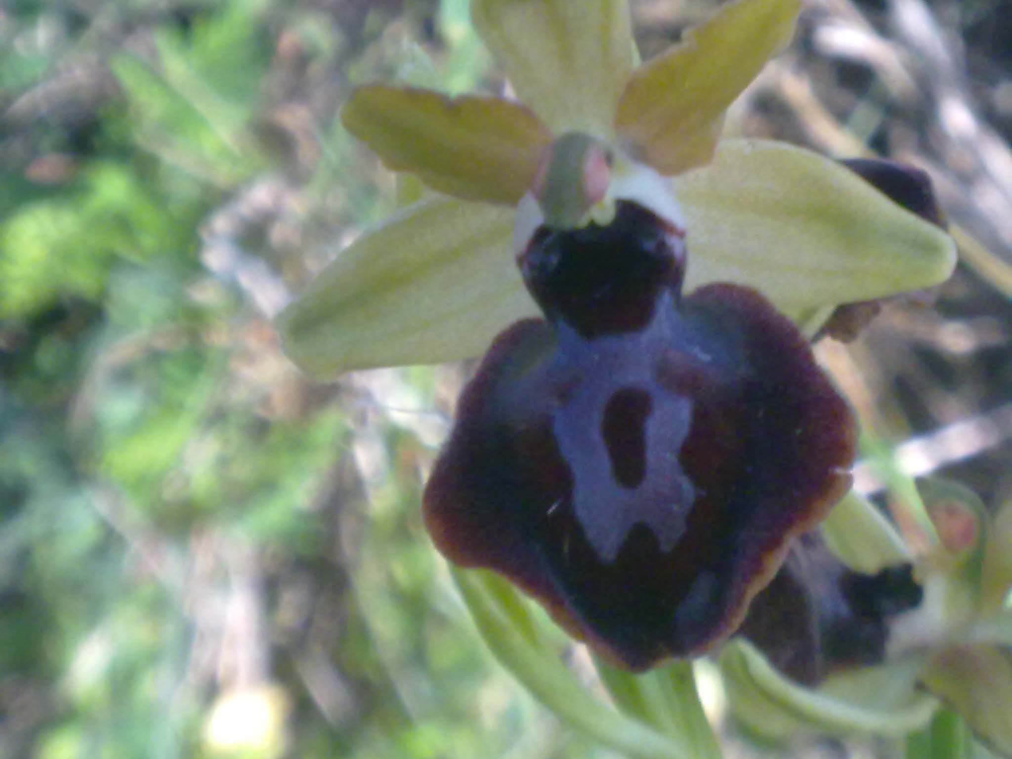 [Foto de planta, jardin, jardineria]