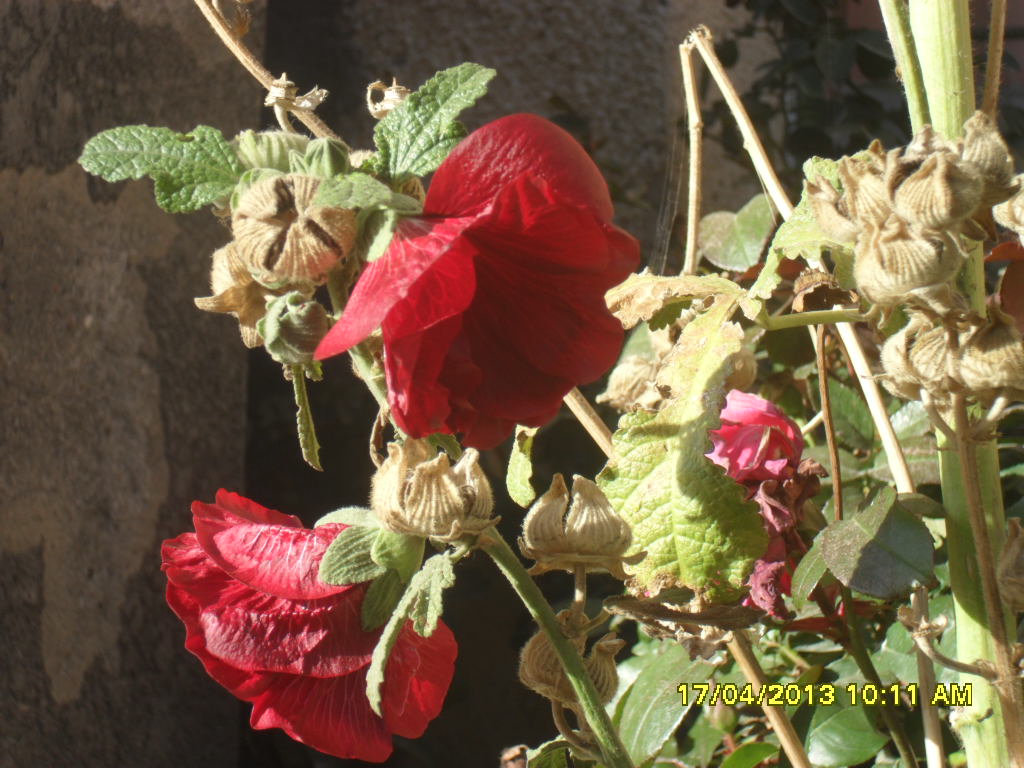 [Foto de planta, jardin, jardineria]