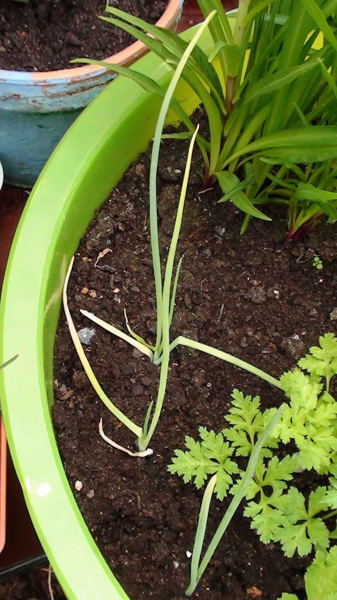 [Foto de planta, jardin, jardineria]