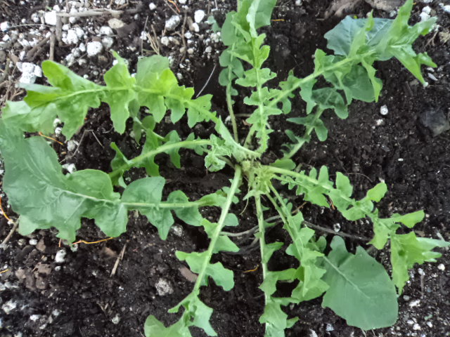 [Foto de planta, jardin, jardineria]