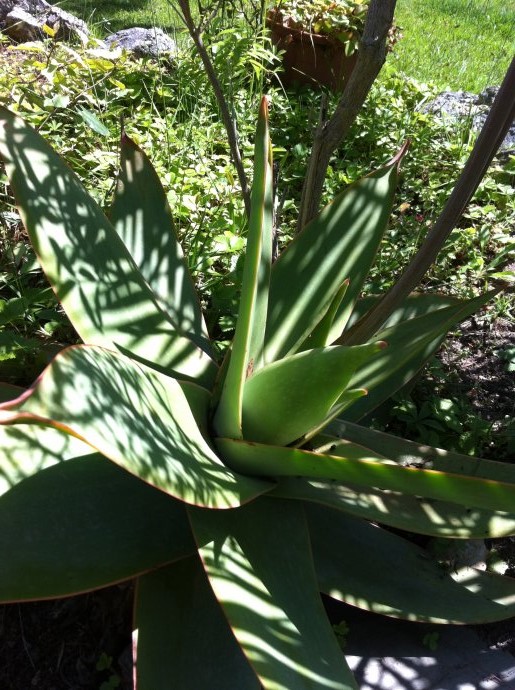 [Foto de planta, jardin, jardineria]