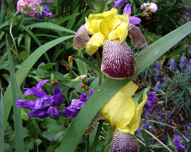 [Foto de planta, jardin, jardineria]