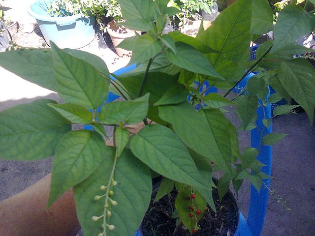 [Foto de planta, jardin, jardineria]