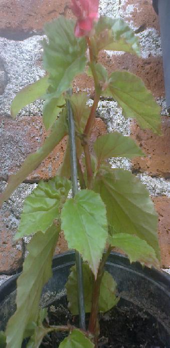 [Foto de planta, jardin, jardineria]