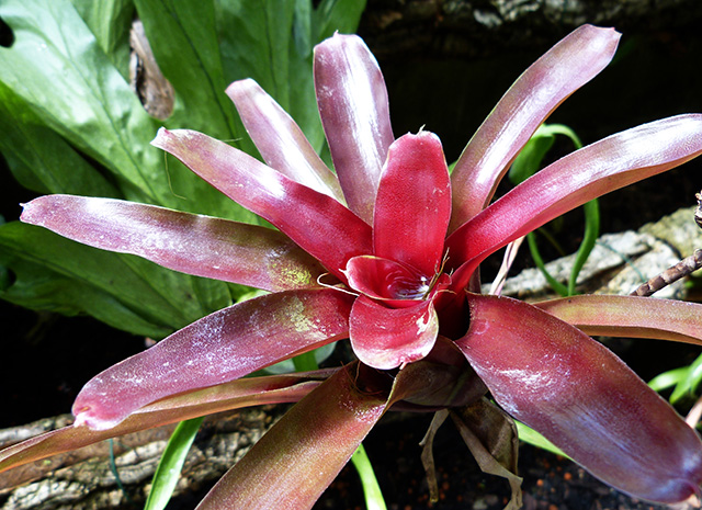 [Foto de planta, jardin, jardineria]