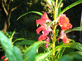 [Foto de planta, jardin, jardineria]