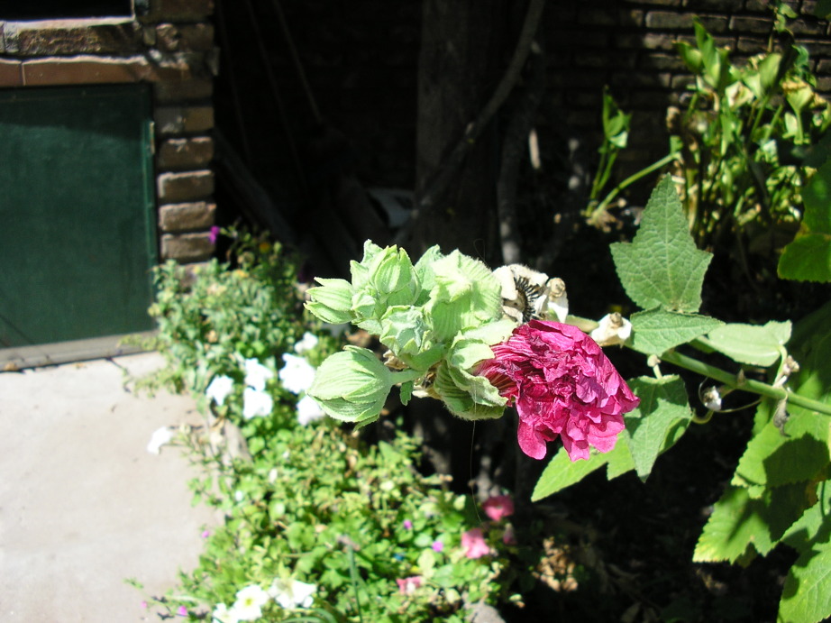 [Foto de planta, jardin, jardineria]