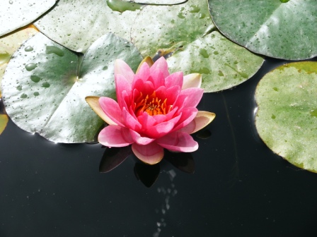 [Foto de planta, jardin, jardineria]