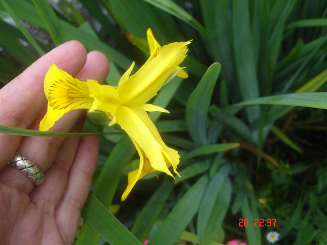 [Foto de planta, jardin, jardineria]