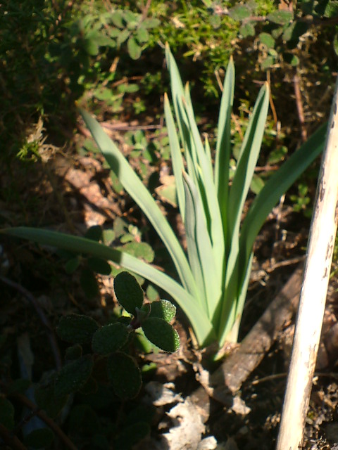 [Foto de planta, jardin, jardineria]