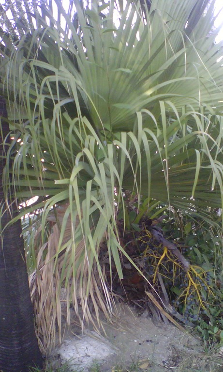 [Foto de planta, jardin, jardineria]