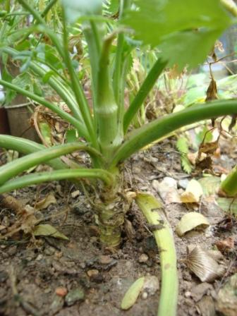 [Foto de planta, jardin, jardineria]