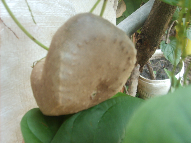 [Foto de planta, jardin, jardineria]