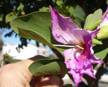 [Foto de planta, jardin, jardineria]