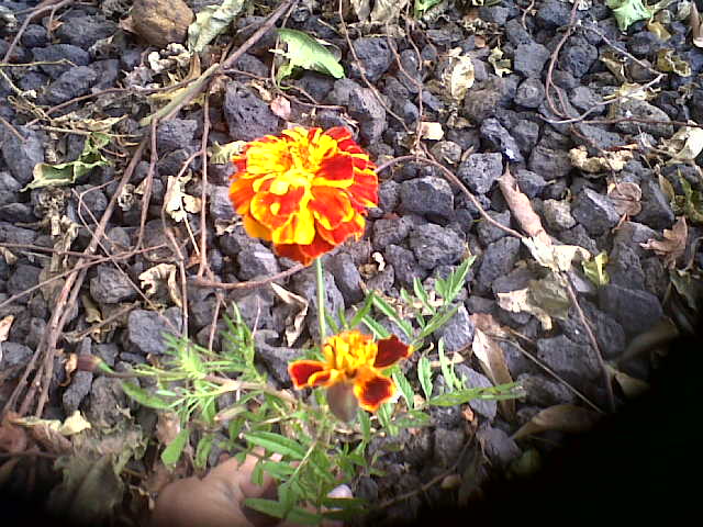 [Foto de planta, jardin, jardineria]