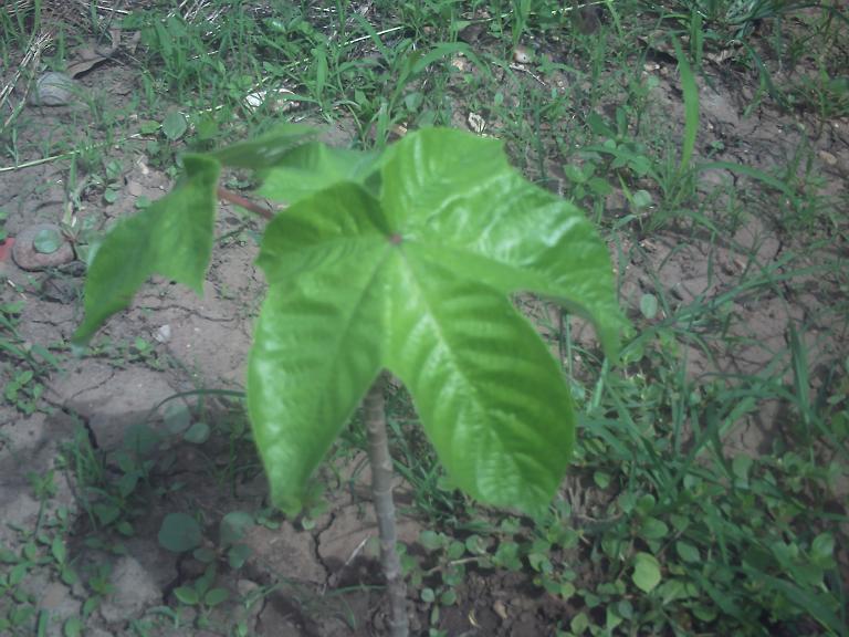 [Foto de planta, jardin, jardineria]